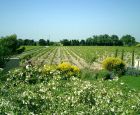 Vue sur les vignes depuis l